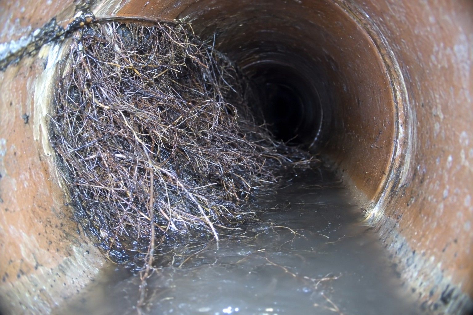 Racines entrées par un joint dans une canalisation en grès, vues par la caméra d'inspection